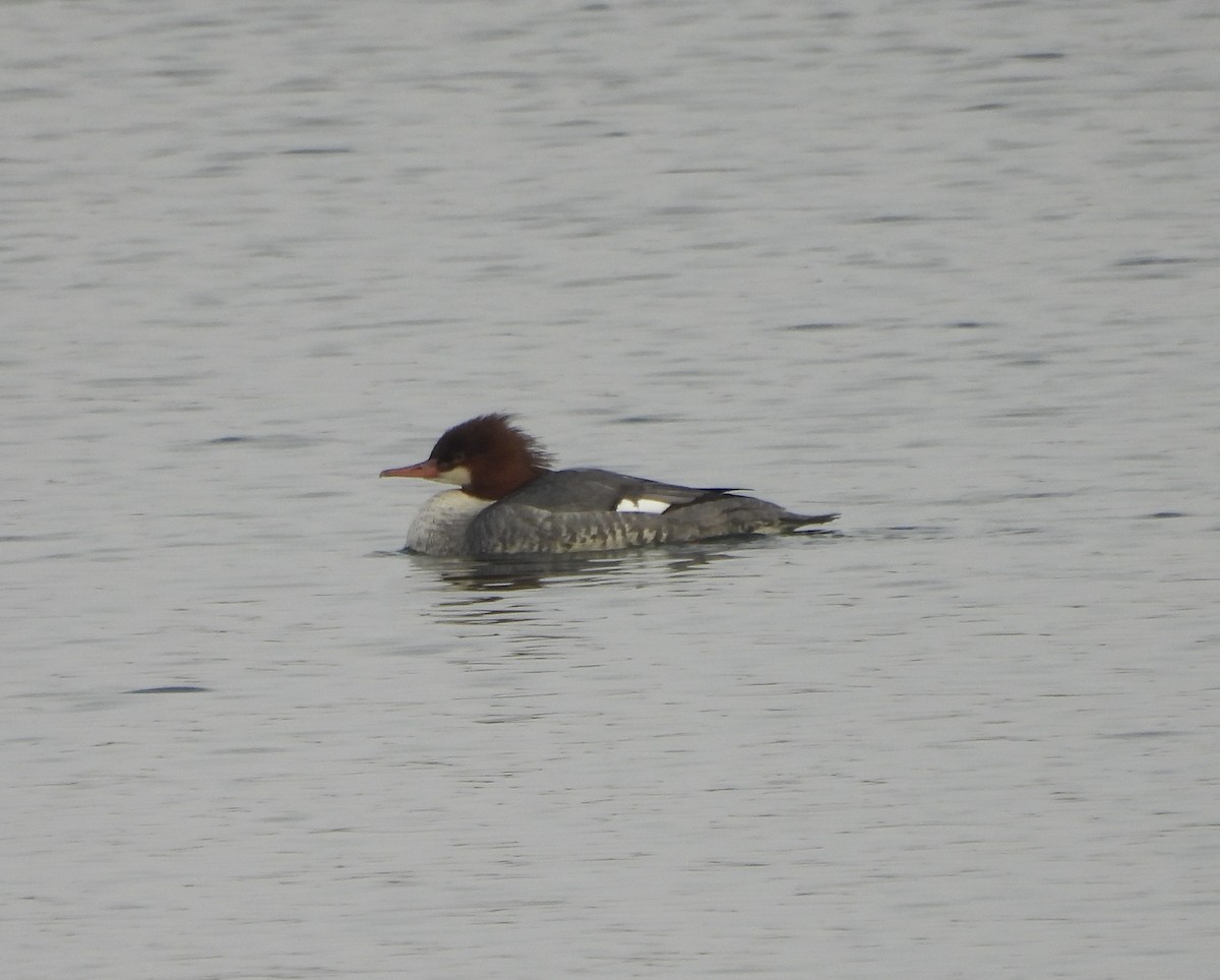 川秋沙 - ML646458488