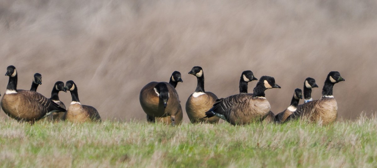 Cackling Goose - ML646458491