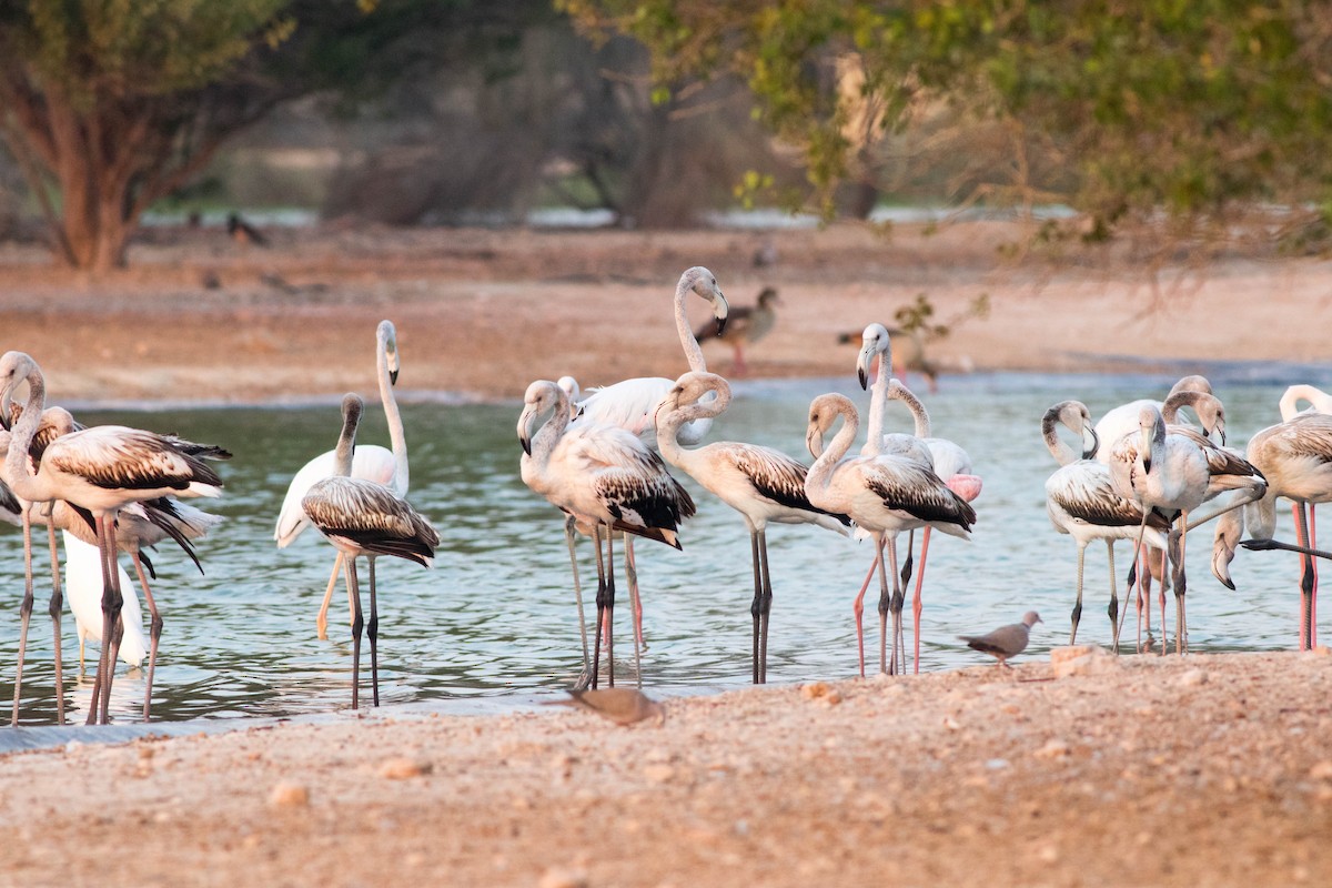 Greater Flamingo - ML646458494