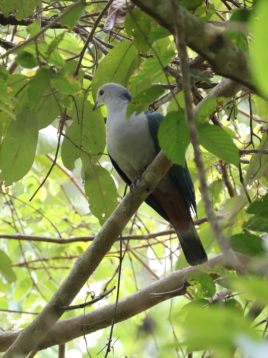 Gri Başlı Has Güvercin - ML646458495