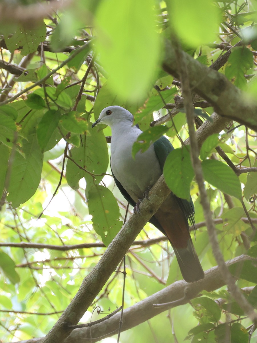 Gri Başlı Has Güvercin - ML646458496