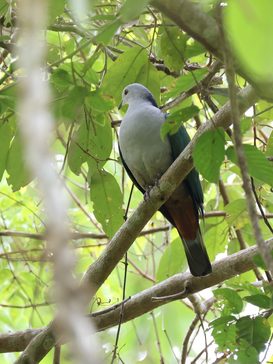 Gri Başlı Has Güvercin - ML646458498