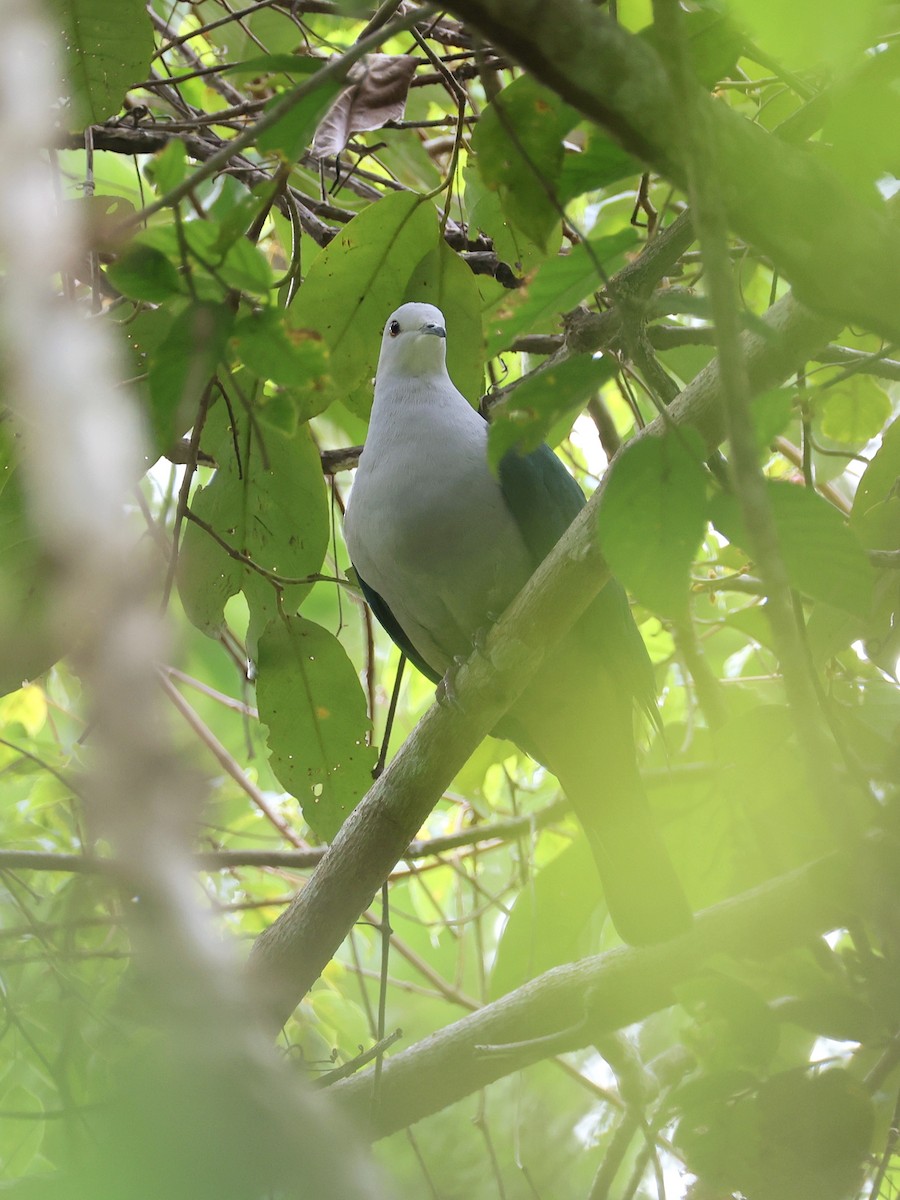 Gri Başlı Has Güvercin - ML646458499