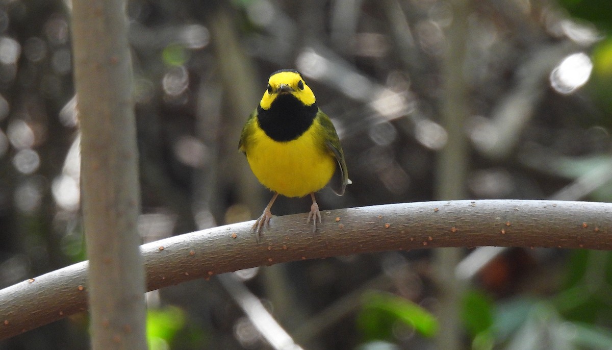 Hooded Warbler - ML646458500