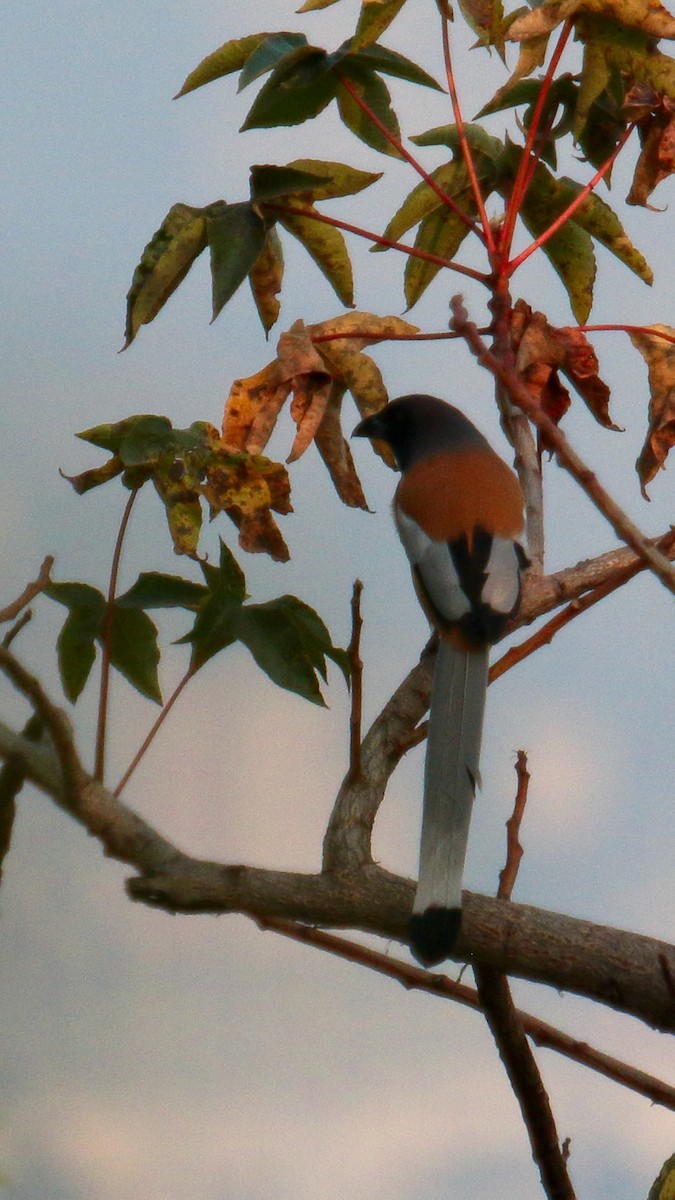 Rufous Treepie - ML646458502