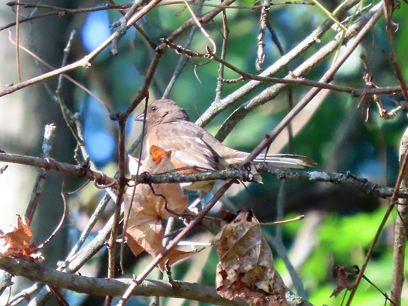 Eastern Towhee - ML646458505