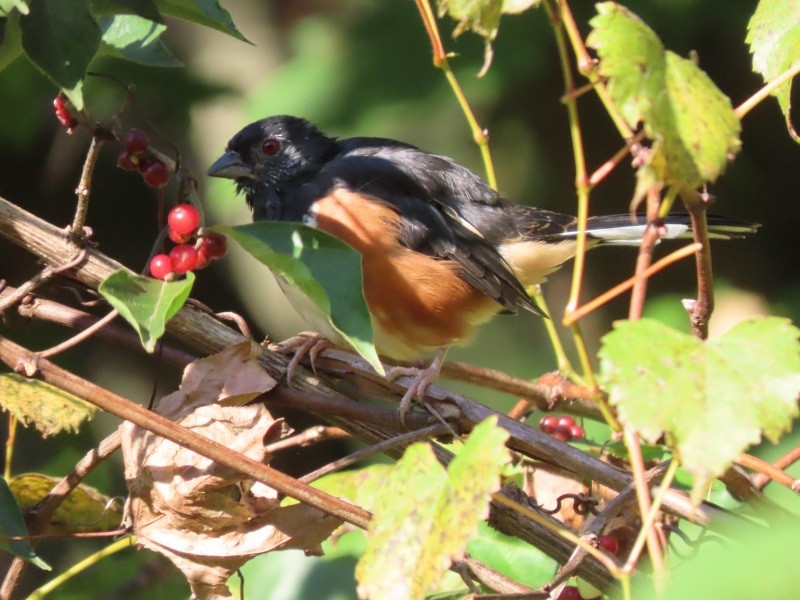 Eastern Towhee - ML646458506