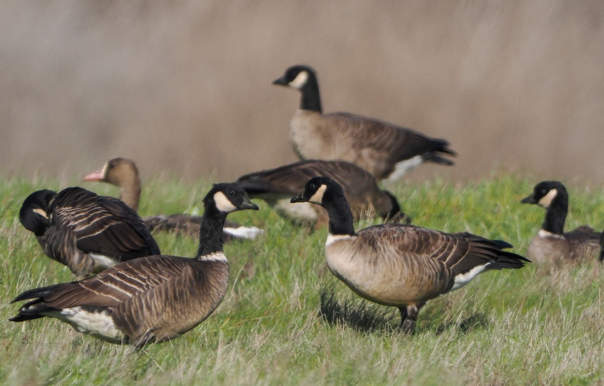 Cackling Goose - ML646458526