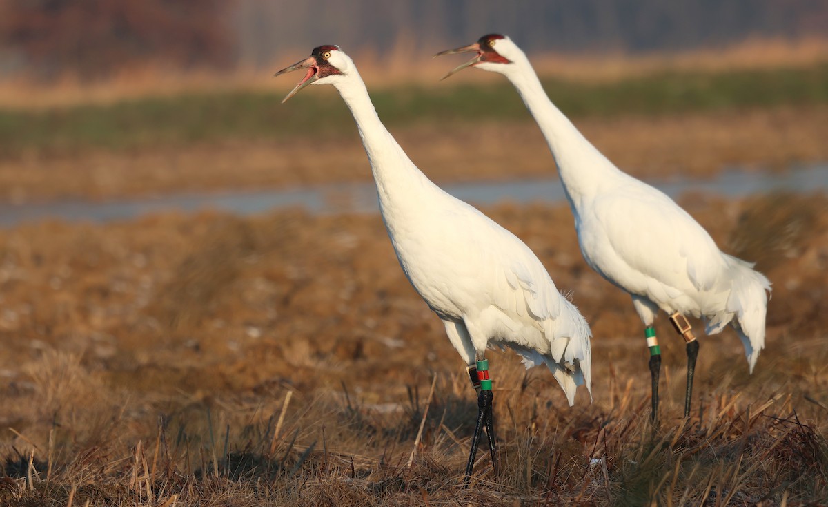 Whooping Crane - ML646458527
