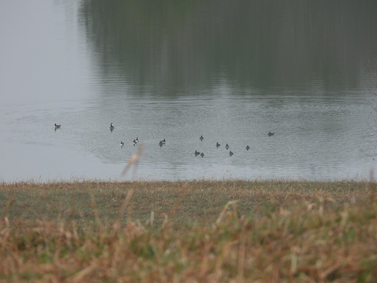 Hooded Merganser - ML646458529