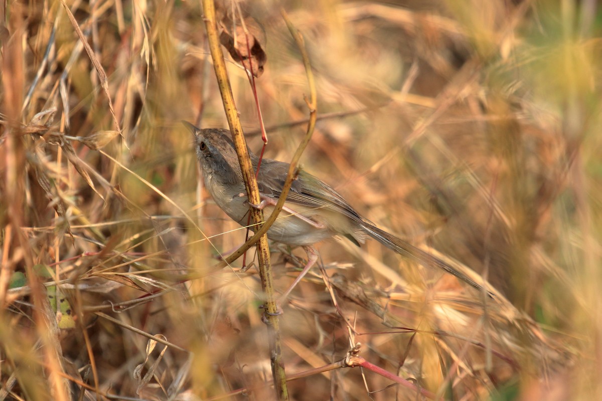 Plain Prinia - ML646458530