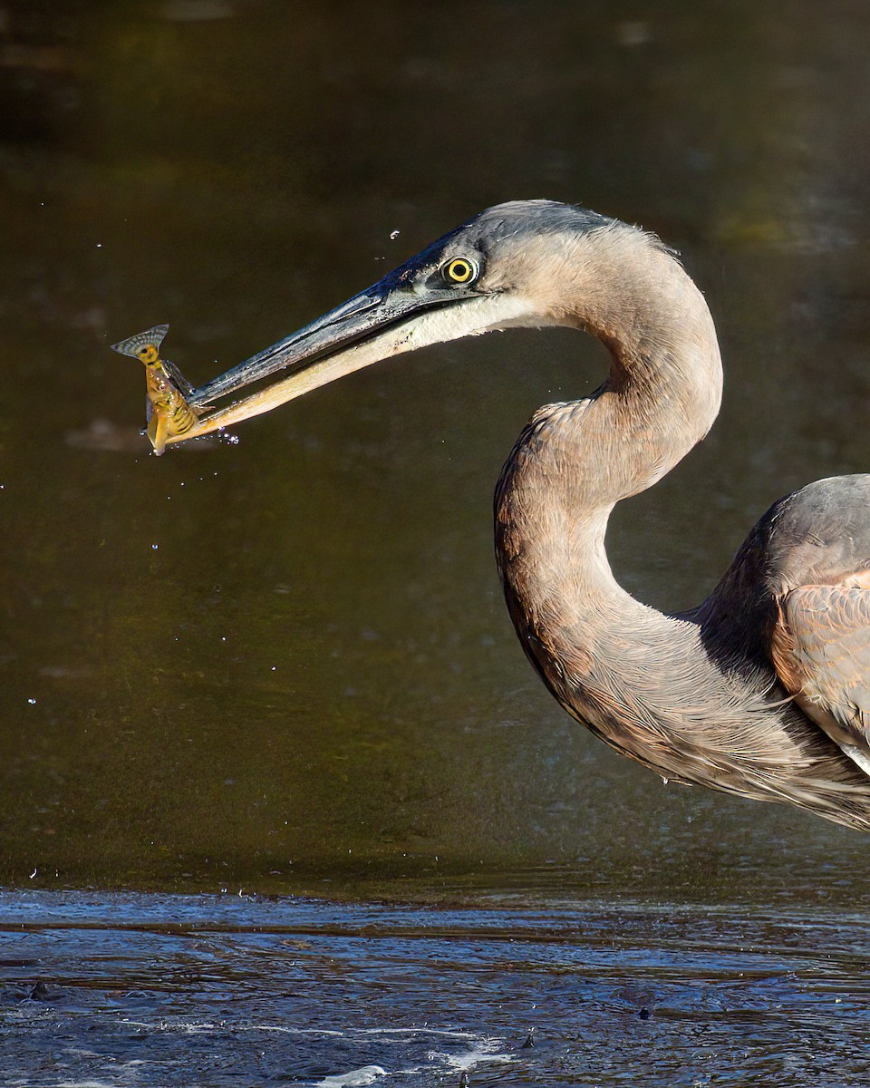 volavka velká - ML646458531