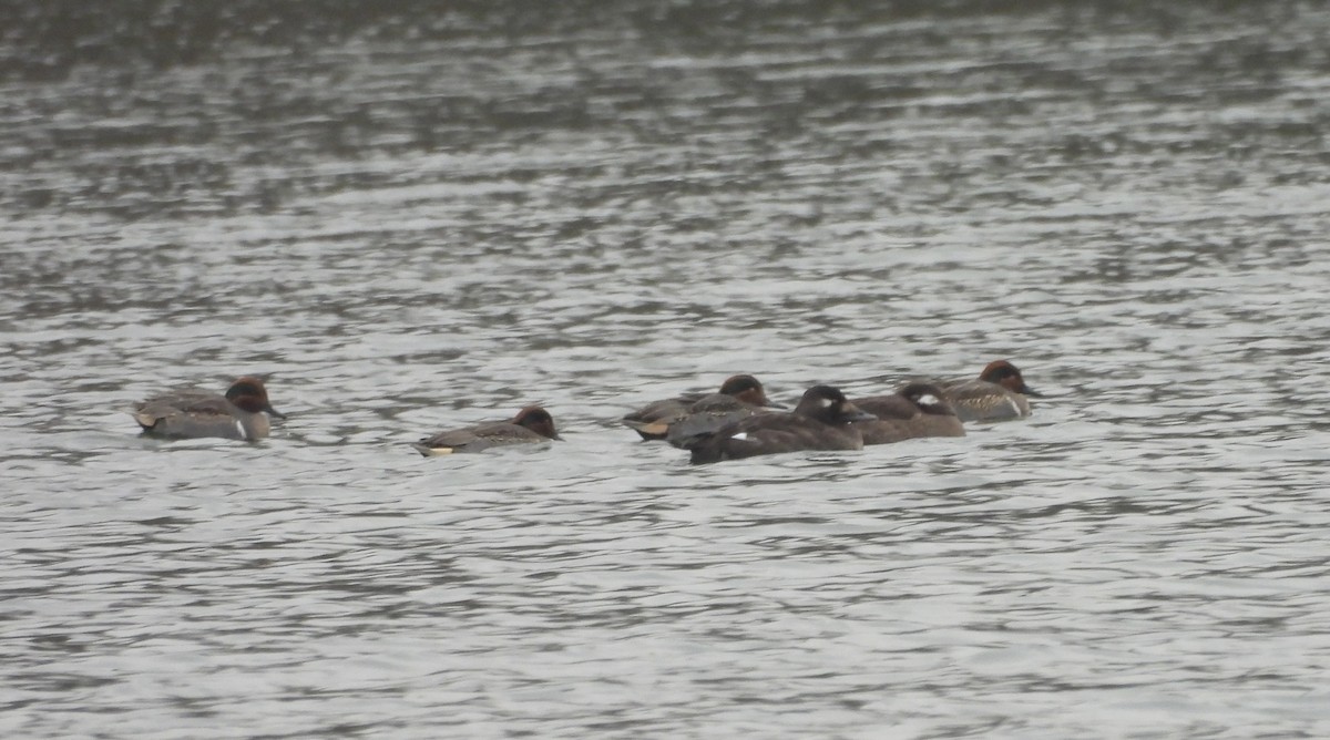 White-winged Scoter - ML646458534