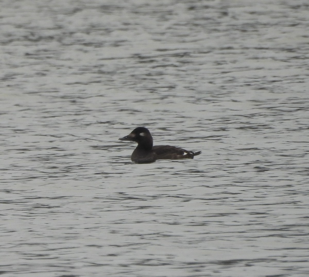White-winged Scoter - ML646458535