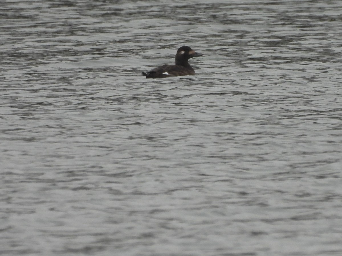 White-winged Scoter - ML646458536