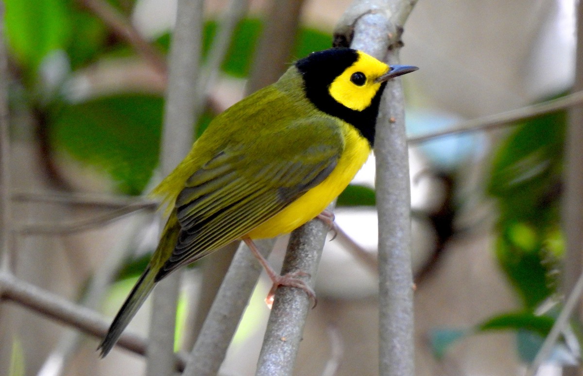 Hooded Warbler - ML646458537