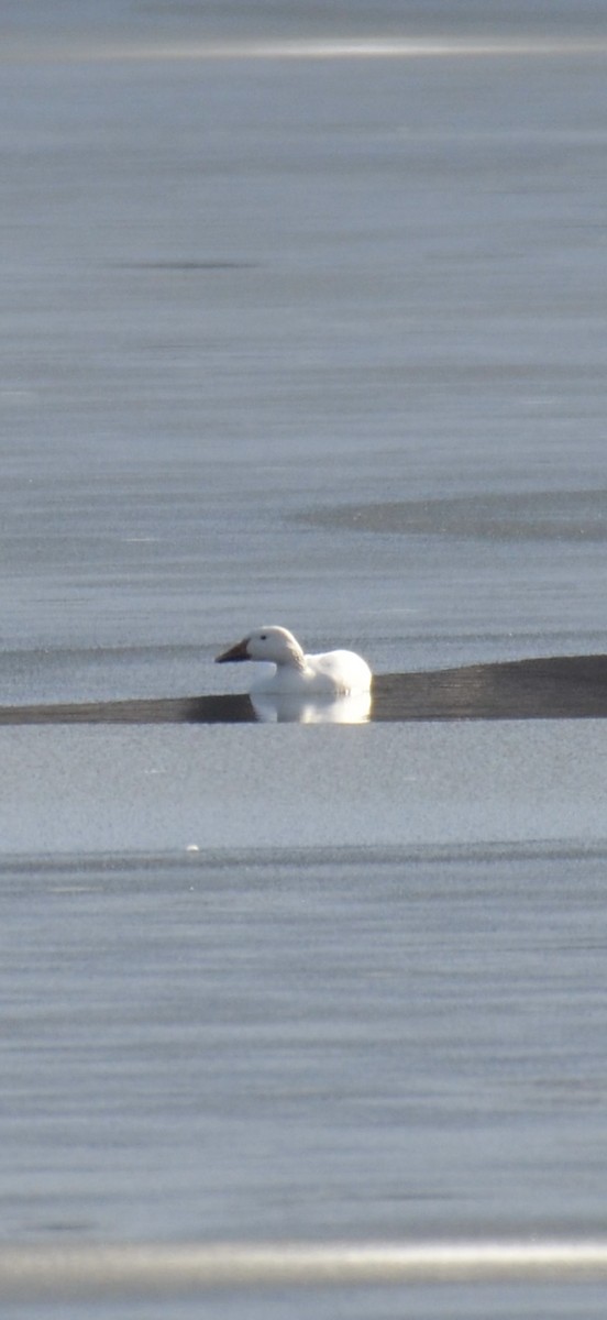 Snow Goose - ML646458542