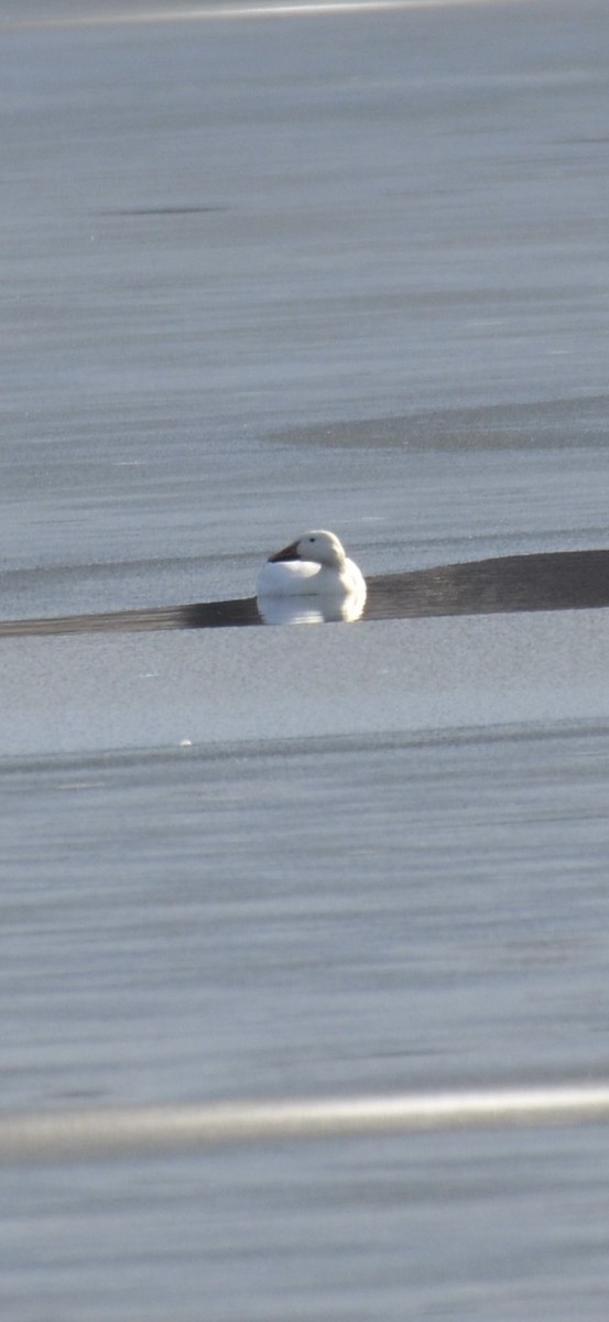 Snow Goose - ML646458543