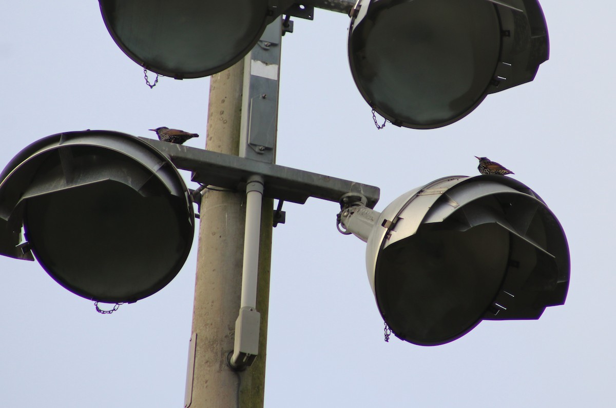 Хар тодол - ML646458545