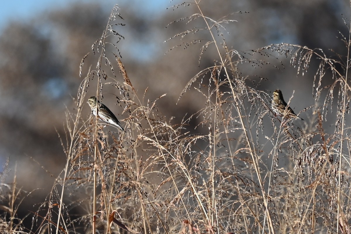Savannah Sparrow - ML646458546