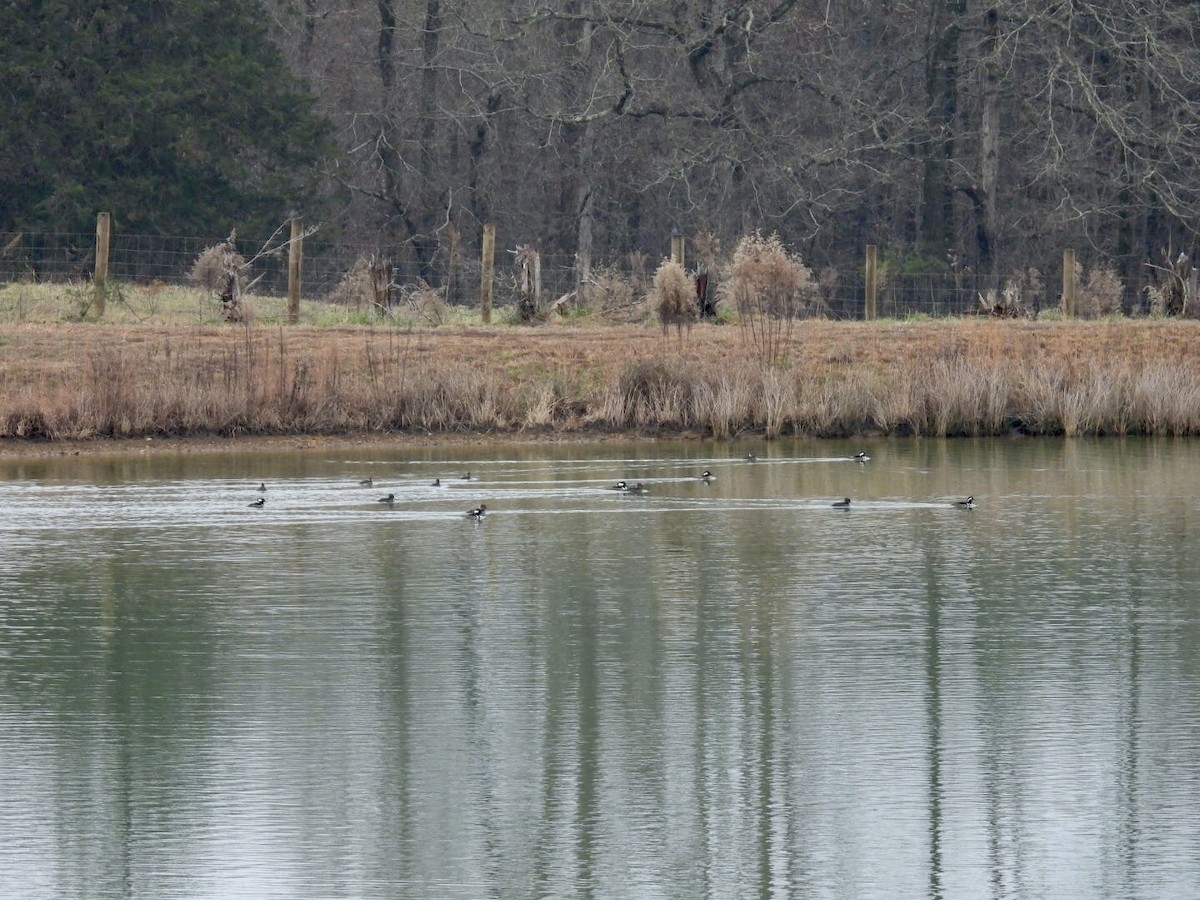Hooded Merganser - ML646458547