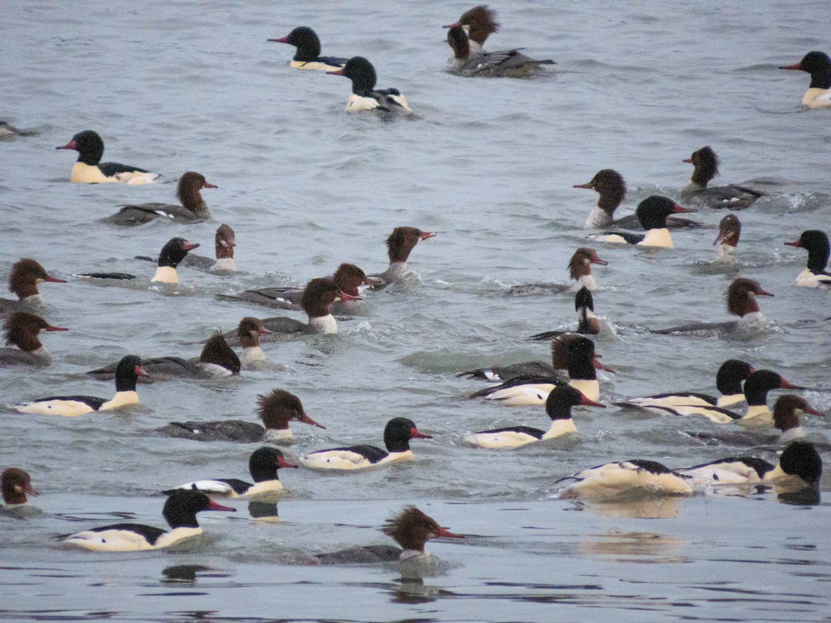 川秋沙 - ML646458550