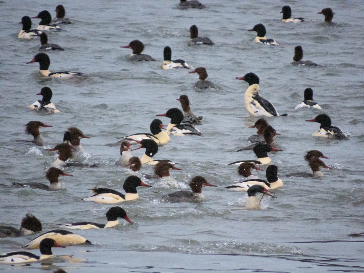 川秋沙 - ML646458551