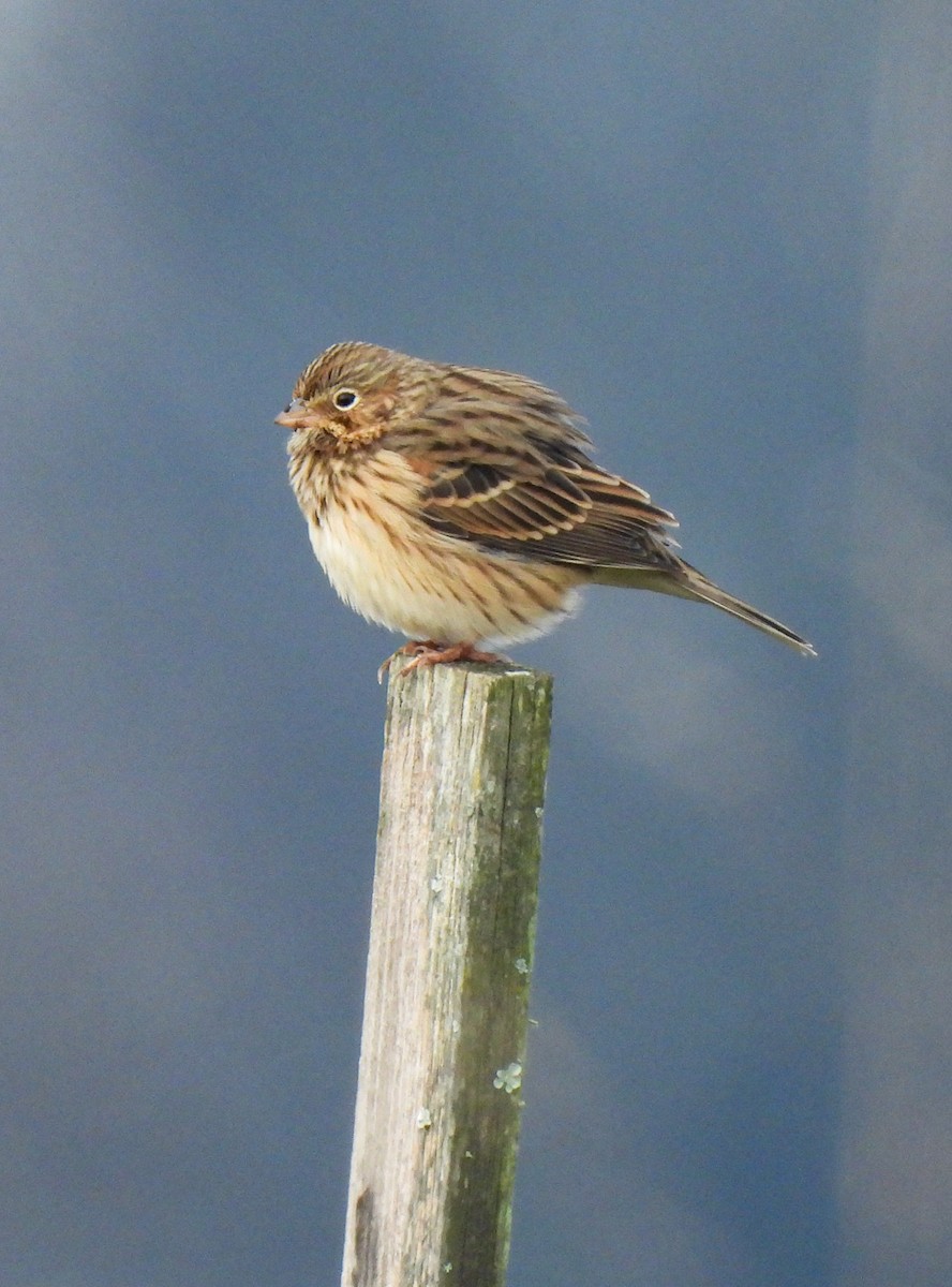 Vesper Sparrow - ML646458552