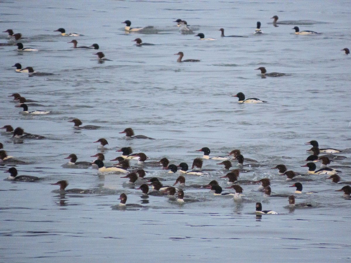 川秋沙 - ML646458553