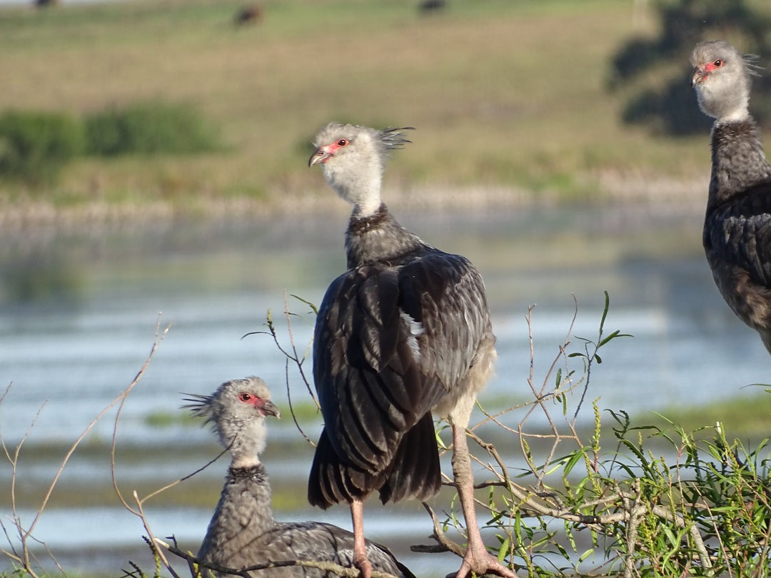 Southern Screamer - ML646458556