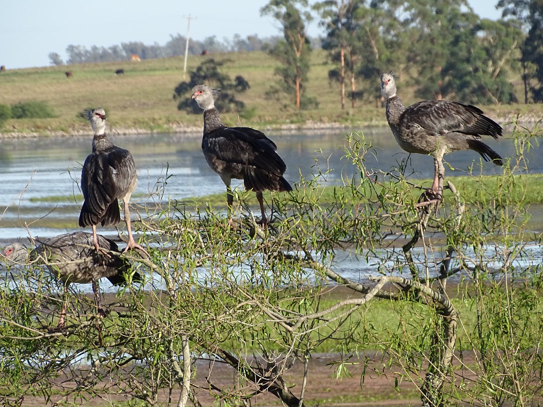 Southern Screamer - ML646458557