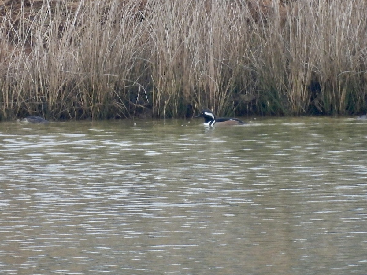 Hooded Merganser - ML646458561