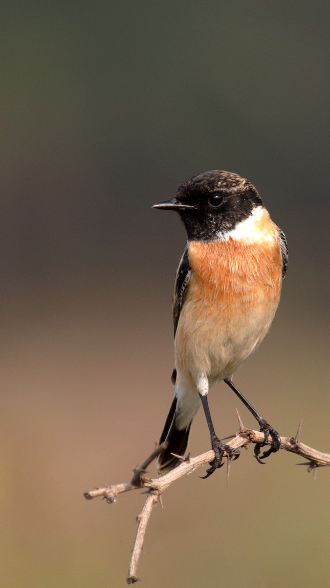 bramborníček sibiřský - ML646458565