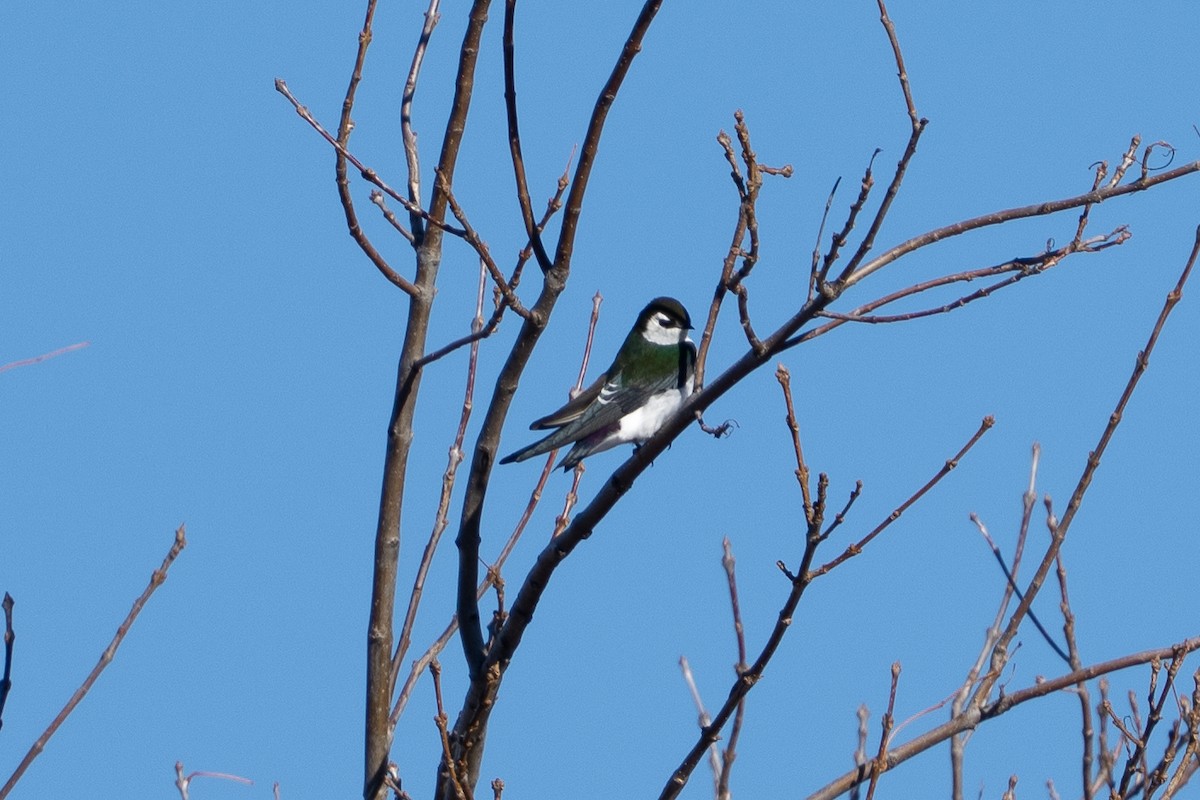 Yeşil-Mor Kırlangıç - ML646458567