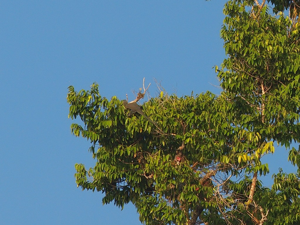 Animals - ML646458570