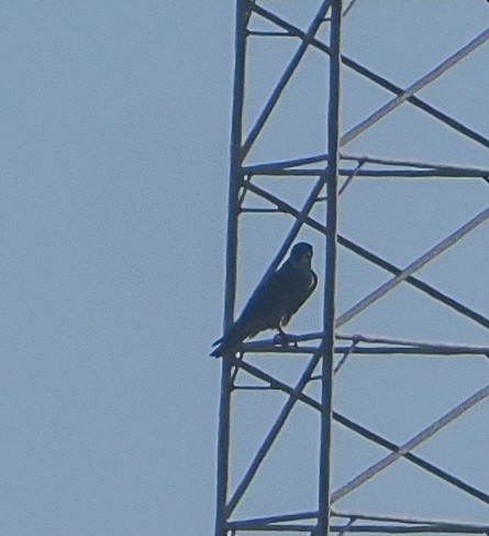 Falco pellegrino - ML646458572