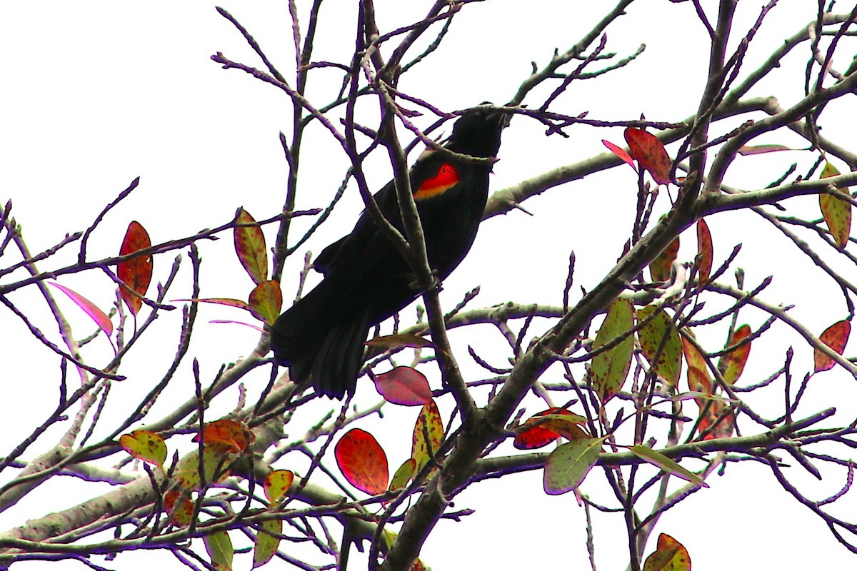 Red-winged Blackbird - ML646458577