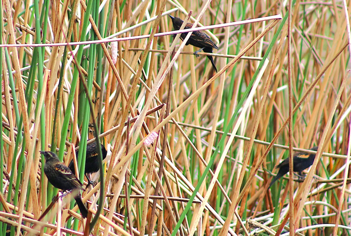 Red-winged Blackbird - ML646458578