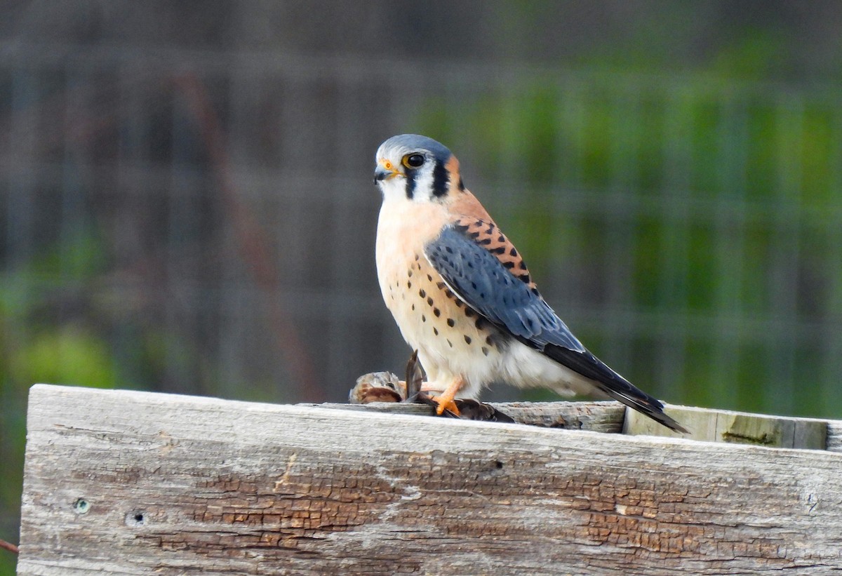 American Kestrel - ML646458579
