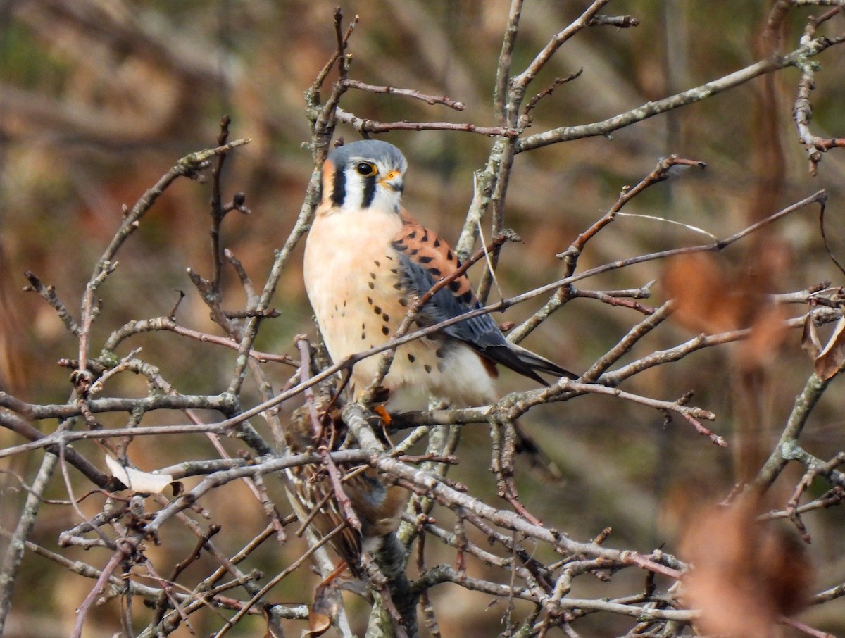 American Kestrel - ML646458580
