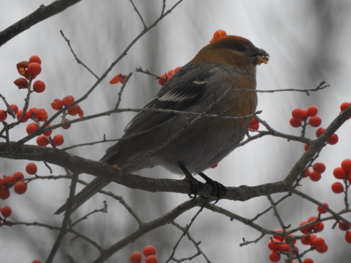 Camachuelo Picogrueso - ML646458581