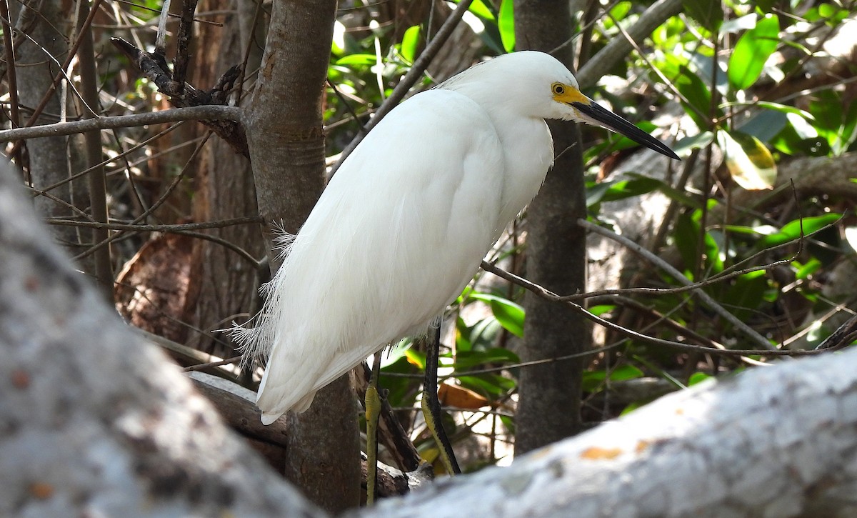 Snowy Egret - ML646458584