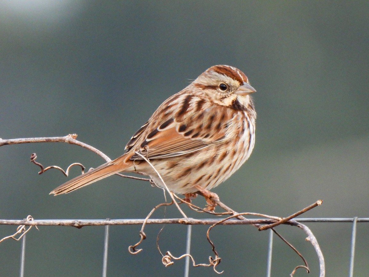 Song Sparrow - ML646458586