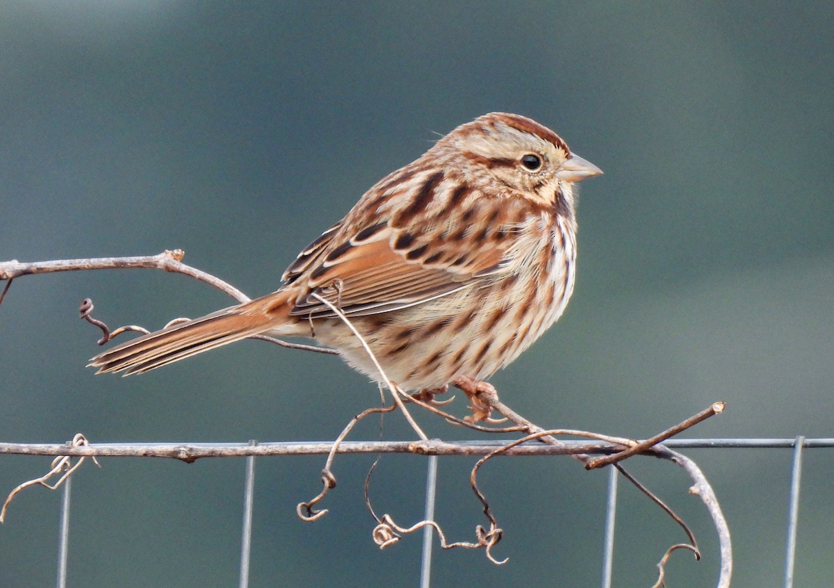 Song Sparrow - ML646458587