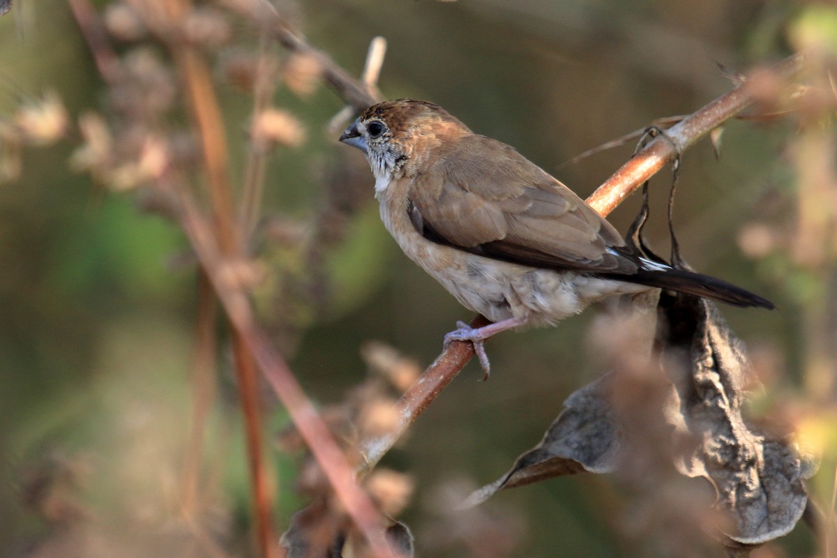 Indian Silverbill - ML646458588