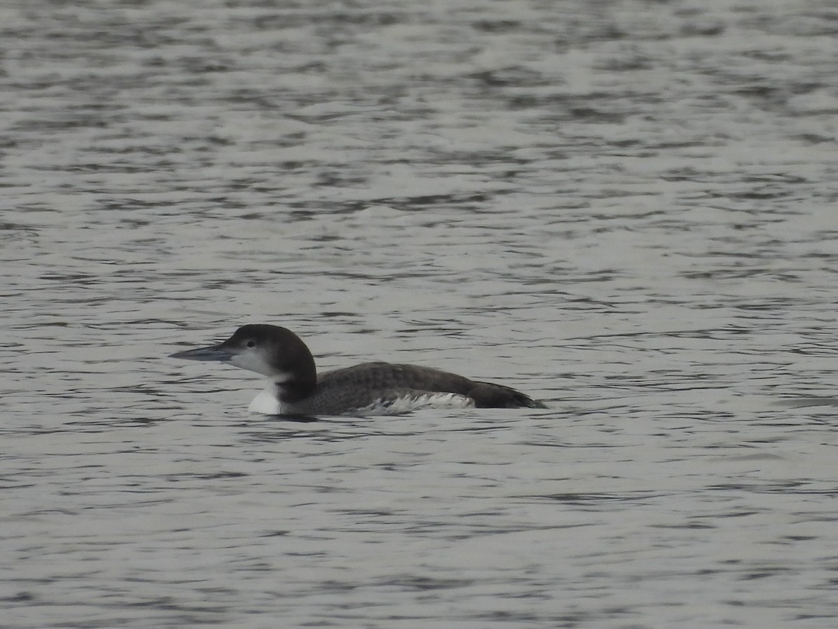 Common Loon - ML646458589