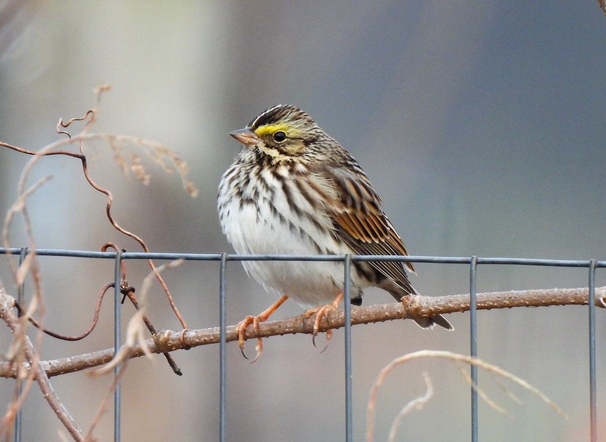 Savannah Sparrow - ML646458591