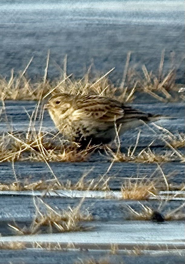 Chestnut-collared Longspur - ML646458592