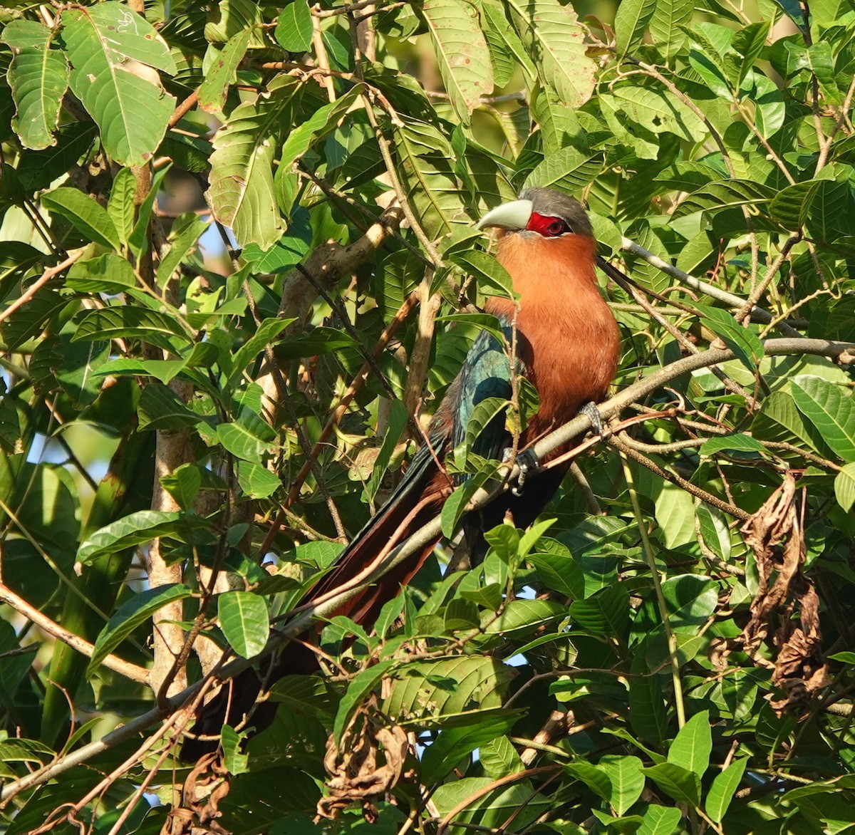 Chestnut-breasted Malkoha - ML646458595