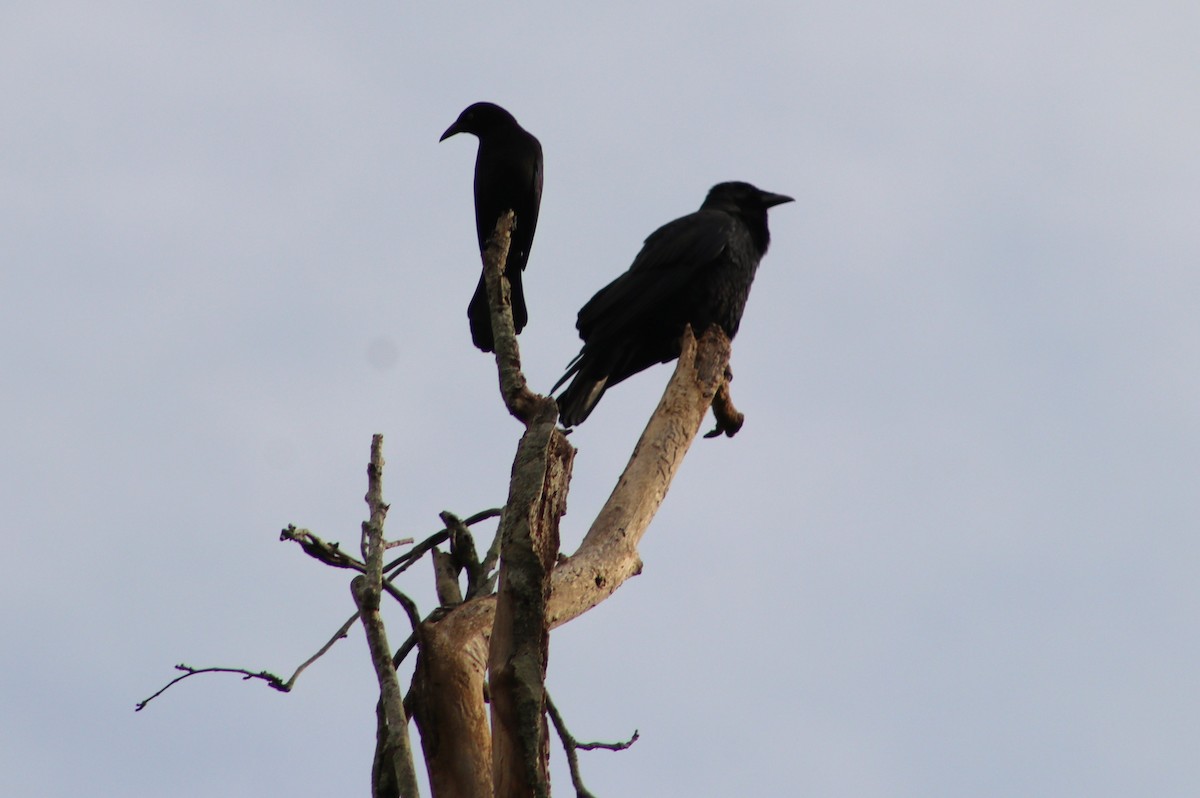 Common Grackle - ML646458596